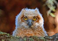 great-horned-owlet-jpg