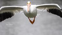 pelican-jpg