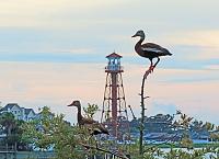 ducks-black-bellied-whisters-6-jpg