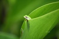 frog-jpg