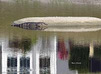 alligator-island-jpg