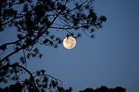 moon-stuck-jpg