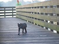 bobcat-boardwalk-wiechens-jpg