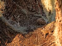 owl-squirrel-1-jpg