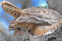 tail-feathers-owl-copy-jpg