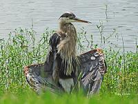 blue-heron-54-signed-jpg