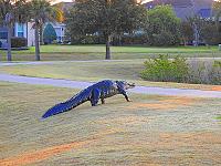 alligator-5-jpg