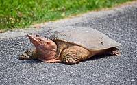turtle-1-signed-jpg