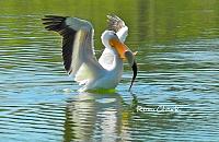 pelican-fish-1-jpg