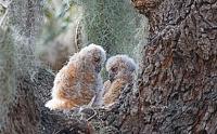 owlet-signed-jpg
