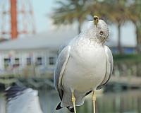seagull-3-jpg