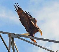 eagle-landing-jpg