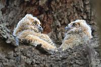 owlets-two-jpg