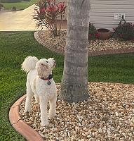 dunkin-tree-signed-jpg