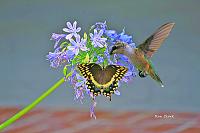 hummingbird-butterfly_inpixio-jpg