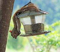 squirrel-20-jpg