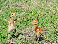 sand-hill-crane-colts-jpg
