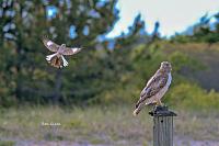 hawk-bird-jpg