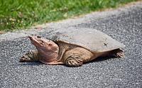 turtle-1-signed-2-jpg