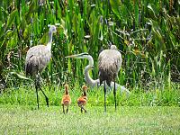 sand-hill-crane-heron-signed-jpg