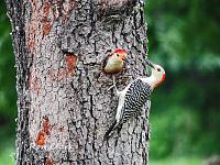 woodpeckers-signed-jpg