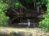 alligator-heron-jpg