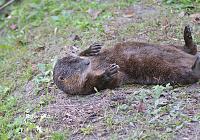 otter-6-jpg