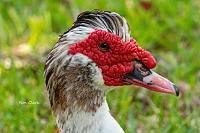 goose-signed-jpg