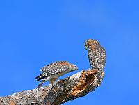 hawks-jpg