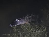 alligator-7-jpg