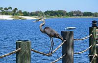 heron-rope-signed-jpg