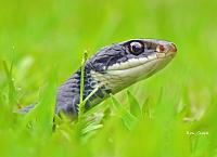 snake-signed-saved-jpg