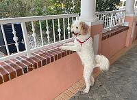 dunkin-jpg