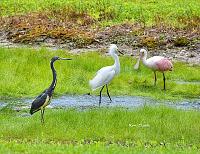 birds-three-different-jpg