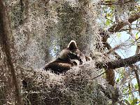 raccoon-jpg