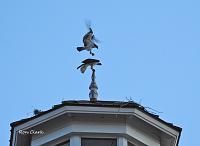 ospreys-save-jpg