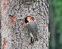 woodpecter-signed-jpg