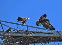eagle-eaglet-jpg