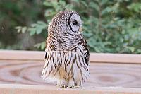 barred-owl-railing-jpg