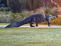 alligator-walking-2-jpg