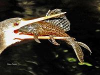 anhinga-fish-7-jpg