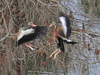 black-bellied-whistlers-2-copy-jpg
