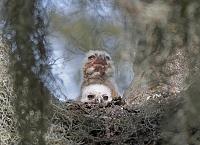owls-owlets-6-jpg