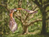 hawk-flying-signed-3-jpg