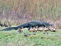 alligator-ducks-jpg