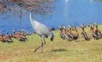 sand-hill-crane-ducks-2-jpg
