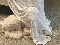 dunkin-blanket-jpg