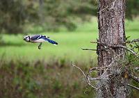 bluejay-2-jpg