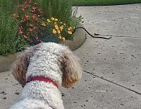 dunkin-snake-jpg