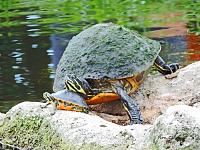 turtles-signed-jpg
